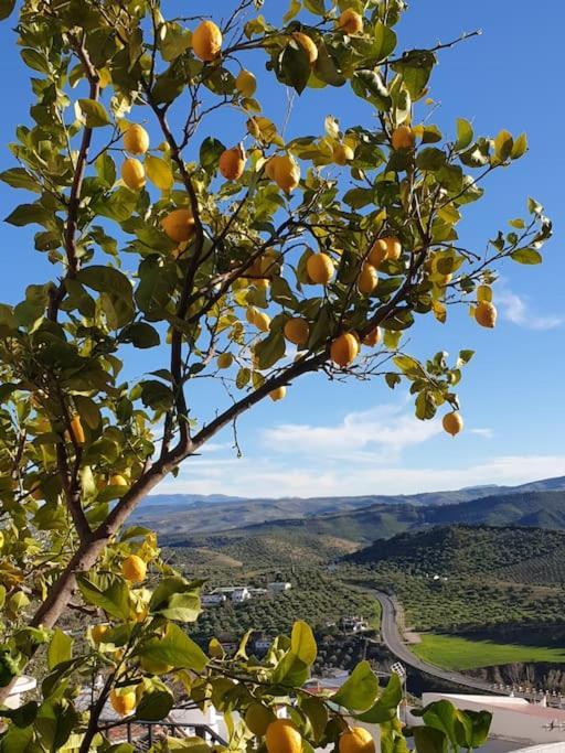 Mirador Del Olivar Olvera Eksteriør billede